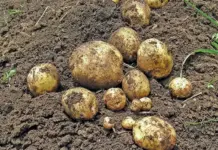Bumper potato harvest drives SA market oversupply