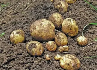 Bumper potato harvest drives SA market oversupply