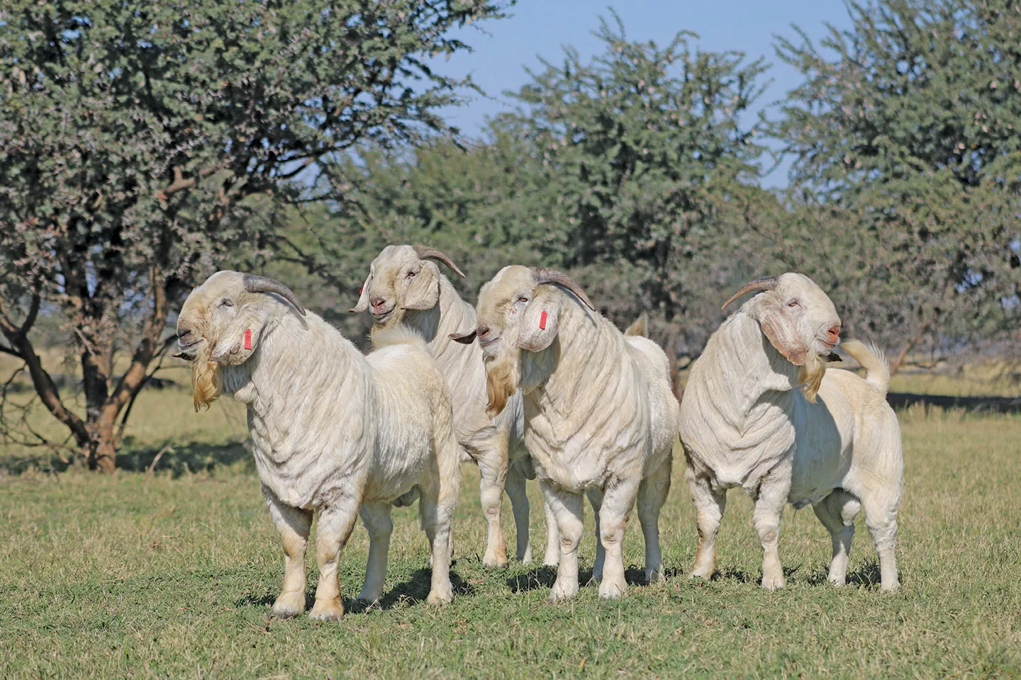 savannah goat rams