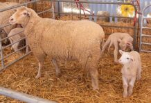 Nampo Cape organisers boost biosecurity to keep FMD at bay
