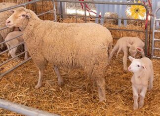 Nampo Cape organisers boost biosecurity to keep FMD at bay