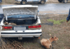 SAPS officer arrested for theft of livestock worth R450 000