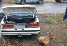 SAPS officer arrested for theft of livestock worth R450 000