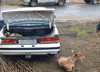 SAPS officer arrested for theft of livestock worth R450 000