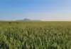 Western Cape wheat yields severely compromised by drought