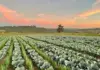 Roadway Farms: building a sustainable future in vegetable farming