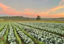 Roadway Farms: building a sustainable future in vegetable farming