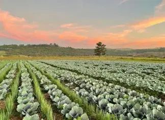 Roadway Farms: building a sustainable future in vegetable farming