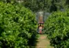 Why the EU’s pesticide rules don’t fit South Africa