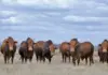Afrikaner – a hardy breed making its mark in feedlots
