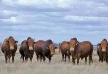 Afrikaner – a hardy breed making its mark in feedlots