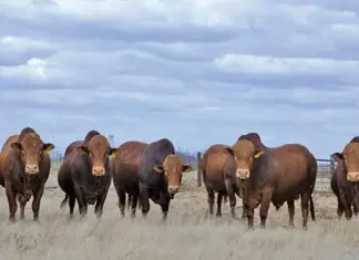Afrikaner – a hardy breed making its mark in feedlots