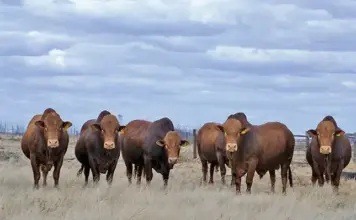 Afrikaner – a hardy breed making its mark in feedlots
