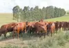 Biosecurity: the weakest link in South African agriculture?