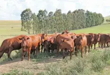 Biosecurity: the weakest link in South African agriculture?