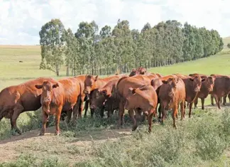 Biosecurity: the weakest link in South African agriculture?