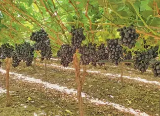 The essential role of boron in table grape production