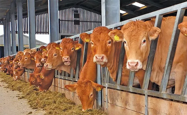 Disease comes knocking when the chain breaks