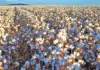 Cotton farming: what’s not to love?