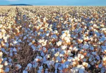 Cotton farming: what’s not to love?