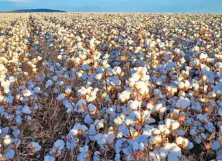 Cotton farming: what’s not to love?