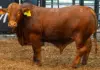 Top livestock shine at 2025 Royal Fat Stock Show and Carcass Competition
