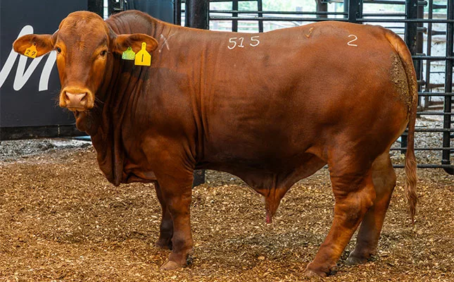 Top livestock shine at 2025 Royal Fat Stock Show and Carcass Competition