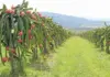 Dragon fruit: essential tips for growing this tricky crop dragon fruit crop SA