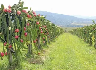 Dragon fruit: essential tips for growing this tricky crop dragon fruit crop SA