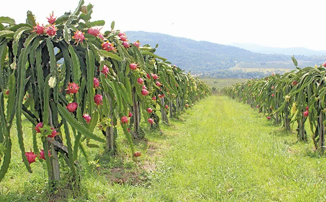 dragon fruit crop SA