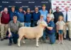 Ram and ewe both fetch highest price at Dormer National Auction