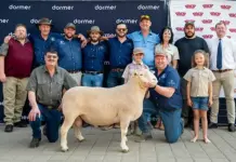 Ram and ewe both fetch highest price at Dormer National Auction