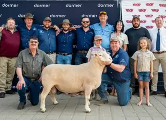 Ram and ewe both fetch highest price at Dormer National Auction