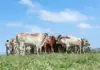 Imvaba Cooperative fund strengthens rural livelihoods in the Eastern Cape