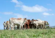 Imvaba Cooperative fund strengthens rural livelihoods in the Eastern Cape