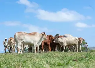Imvaba Cooperative fund strengthens rural livelihoods in the Eastern Cape