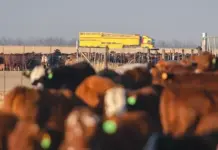 Karan Beef truck accident results in death of seven cattle