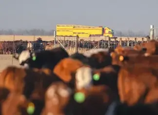 Karan Beef truck accident results in death of seven cattle