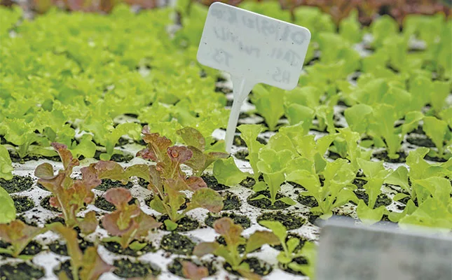 Grit, greens, and good business: the rise of Zandile Kumalo