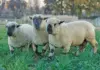 Hampshire Down: mutton sheep fast gaining in popularity