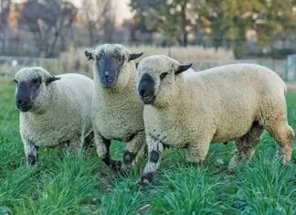 Hampshire Down: mutton sheep fast gaining in popularity