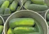 SA’s favourite relishes produced in the heart of the Letsitele Valley