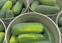 SA’s favourite relishes produced in the heart of the Letsitele Valley
