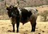 Nguni: the legacy of the land