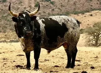 Nguni: the legacy of the land