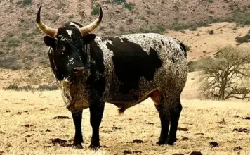 Nguni: the legacy of the land