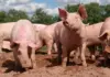 Pigs of the future: genetics shaping a more resilient herd