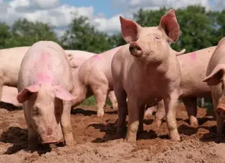 Pigs of the future: genetics shaping a more resilient herd