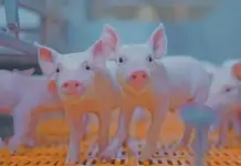 Pork 360: the farm-assured mark of South African pork
