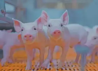 Pork 360: the farm-assured mark of South African pork